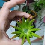 Orostachys japonicaHoja