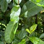 Clerodendrum thomsoniae Frunză