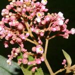 Miconia xalapensis Kvet