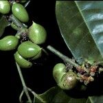 Protium heptaphyllum Fruit