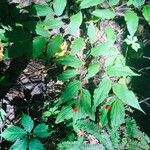 Prosartes hookeri Leaf
