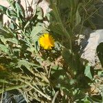 Calendula suffruticosa Likasa