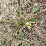 Damasonium polyspermum Muu