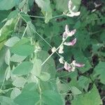 Vicia dumetorum Kukka