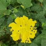 Luffa cylindrica Fiore