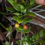 Menepetalum cassinoides Fruit
