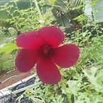 Hibiscus cannabinus Flors