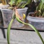 Maxillaria variabilis Liść