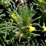 Ajuga chamaepitys Flor