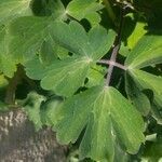 Aquilegia bertolonii Leaf