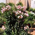 Nerium oleander Pokrój