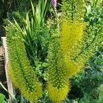 Eremurus stenophyllus Flower