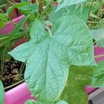 Ipomoea nil Leaf