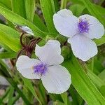 Tradescantia × andersoniana Flower