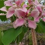 Bauhinia monandraÕis