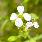 Cakile maritimaFlower