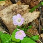 Claytonia caroliniana Floro