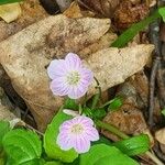 Claytonia caroliniana Blüte