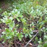 Arctostaphylos uva-ursiŽiedas