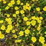 Potentilla incana Blomma