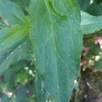 Lychnis chalcedonica Leaf