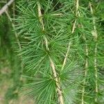 Larix laricina List