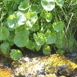 Cardamine asarifolia List