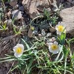 Ranunculus seguieri Fleur