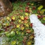 Saxifraga boussingaultii Цвят