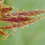 Cyperus longus Hábito