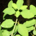 Euphorbia colletioides Yaprak