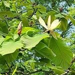 Magnolia obovata Floare