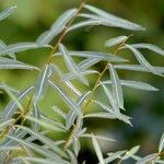 Salix purpurea Leaf