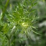 Daucus carota Ostatní