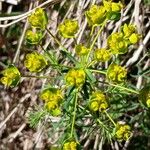 Euphorbia cyparissias Flor