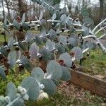 Eucalyptus pulverulenta Blad