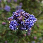 Ceanothus impressus Λουλούδι