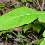 Triosteum perfoliatum Leaf