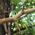 Searsia gueinzii Bark