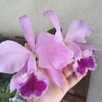 Cattleya warneri Flower