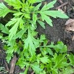 Artemisia verlotiorum Leaf