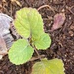 Brassica rapa Leaf