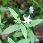 Stellaria alsine Blomma