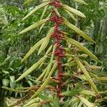 Tillandsia fendleri Flor