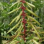 Tillandsia fendleri Flower