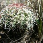 Echinocereus viridiflorus 形态