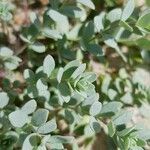 Linaria thymifolia Hoja