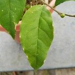 Brunfelsia pauciflora برگ