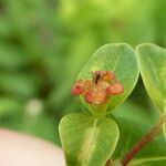 Euphorbia hyberna Fleur