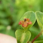Euphorbia hyberna ফুল